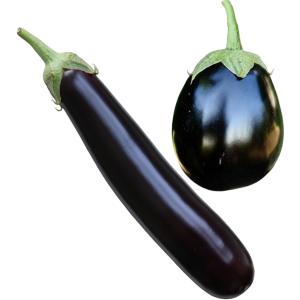 brinjal Seeds